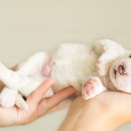 Bernedoodle Puppies from R+R Doodles