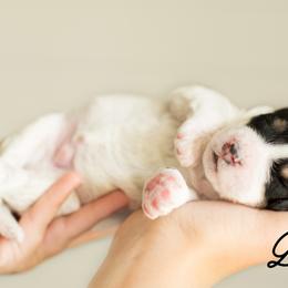 Bernedoodle Puppies from R+R Doodles