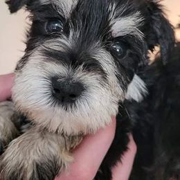 Miniature Schnauzer Puppies from Texas Dreams Mini Schnauzers