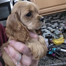 Cheese - Red female Cocker Spaniel puppy in Northampton, Pennsylvania from ChristMos Cockers