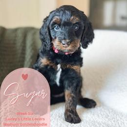Sugar - Phantom female Goldendoodle puppy in California City, California from Summer Sun Doodles