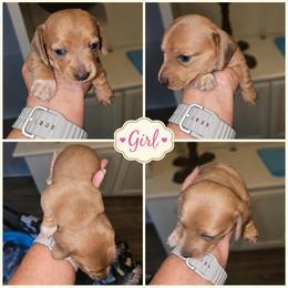 Lucy - Red female Dachshund puppy in Strong, Arkansas from Dachshunds R Us