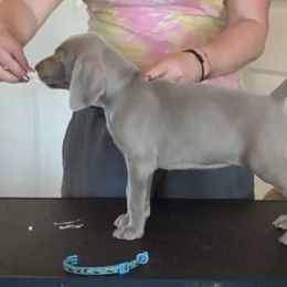 Weimaraner Puppies from Southpaw Weimaraners