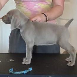 Weimaraner Puppies from Southpaw Weimaraners
