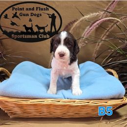 Boy 5 - Liver and white male English Springer Spaniel puppy in Potosi, Wisconsin from Point and Flush Gun Dogs