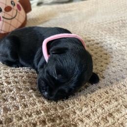 Skye - Black female Miniature Schnauzer puppy in San Diego, California from KMS-Miniature Schnauzers