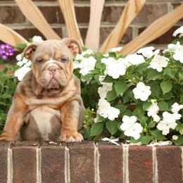 Yellow collar girl 6000 - Fawn female Bulldog puppy in Lewisberry, Pennsylvania from Salted Rim Corgis