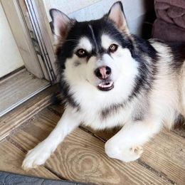 Pomskies from Pioneer Pomskys