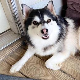 Pomskies from Pioneer Pomskys