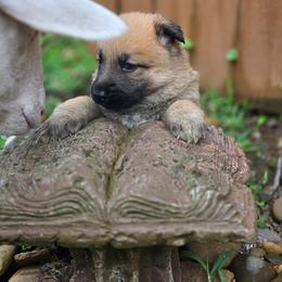 Girl 2 - Sable female German Shepherd puppy in Leon, West Virginia from Heart2Heart Kennels