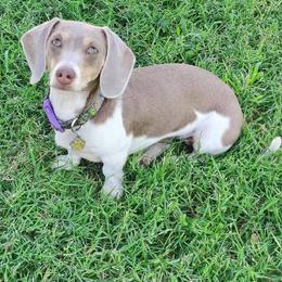 Kimber - Dachshund
