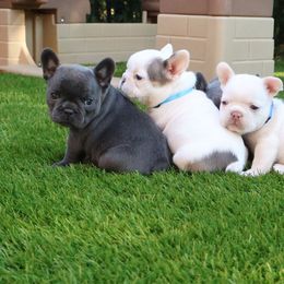 French Bulldog Puppies from Novastar French Bulldogs