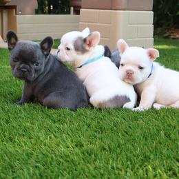 French Bulldog Puppies from Novastar French Bulldogs