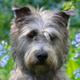 Glen of Imaal Terrier