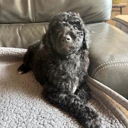 Oakley - Black male Poodle puppy in Pueblo West, Colorado from Little Paws Poodles