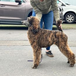 Charlemagne - Poodle