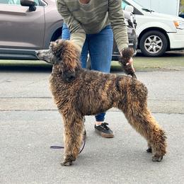 Charlemagne - Poodle