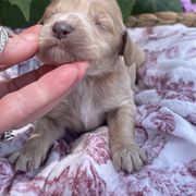 Boy 1 - male Irish Doodle puppy in Home, Pennsylvania from Plum Creek Acres Next Generation