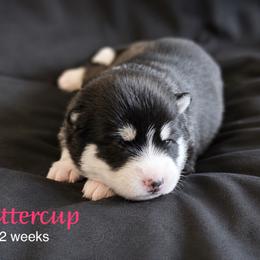Buttercup - Black and white female Pomsky puppy in Winston, Oregon from Arctic Tails Spitz
