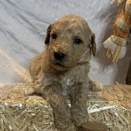 Green Collar Standard Poodle - Red  male Poodle puppy in Murrayville, Georgia from Spoiled Rotten Kennels