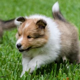 Shetland Sheepdog Puppies from ZZ Shelties