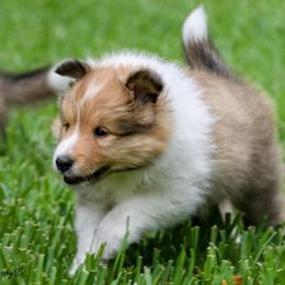 Shetland Sheepdog Puppies from ZZ Shelties