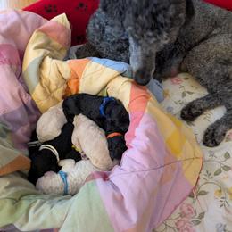 Patriot Litter - Blue male Poodle puppy in Killingly, Connecticut from Isfahel Kennels