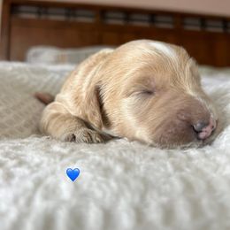 Goldendoodle Puppies from Family Goldendoodles