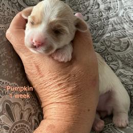 Pumpkin - Parti female Yorkshire Terrier puppy in Forest, Virginia from Majestic Touch Kennels and Pet Services