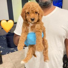 Poundcake - Red  female Goldendoodle puppy in Richmond, Texas from Harper’s Heartbeats