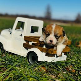 Kevin - Red male Pembroke Welsh Corgi puppy in Sheldon, Missouri from Clearsky Corgis