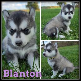 Blanton - Gray and white female Siberian Husky puppy in Merrill, Michigan from Haase Family Kennels