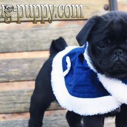 Pug Puppies from Pug Puppies of Boston