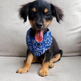 Thor - Black and tan male Yorkipoo puppy in Chattanooga, Tennessee from Joyfull Pals