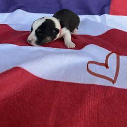 Cardigan Welsh Corgi Puppies from Wild K Ranch