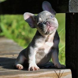 French Bulldog Puppies from Love My Frenchiess