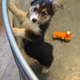 Pickle - Black and tan female American Corgi puppy in Edgewood, New Mexico from Running M Sunrise Ranch