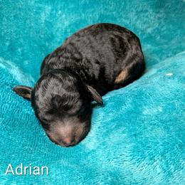 Adrian - Black and tan male Cockapoo puppy in Sunset, Louisiana from Cano Cockapoos