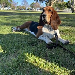 Basset Hound and Dalmatian Puppies from Lazy B Bassets and Dalmatians