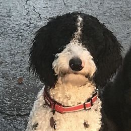 Barkley - Bernedoodle