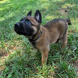 Sneezy - Fawn male Belgian Malinois puppy in Signal Mountain, Tennessee from Torgun Police Dogs