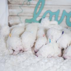 Border Collie and Maremma Sheepdog Puppies from 2J 2K Border Collies & Maremma Sheepdogs