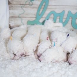 Border Collie and Maremma Sheepdog Puppies from 2J 2K Border Collies & Maremma Sheepdogs