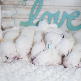 Border Collie and Maremma Sheepdog Puppies from 2J 2K Border Collies & Maremma Sheepdogs