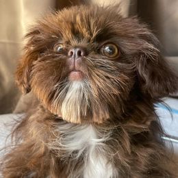 Boo - Shih Tzu