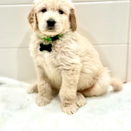 Goldendoodle Puppies from Dana Point Golden Doodles