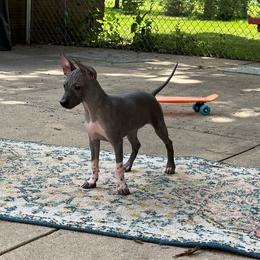Winnie - Black tan and white female American Hairless Terrier puppy in Buckingham, Illinois from Gaus Hof
