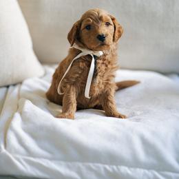 Black collar boy - Aladdin - Red  male Goldendoodle puppy in Duncan, South Carolina from Abner Creek Poodles & Doodles