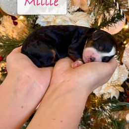 Millie - Tri-color female Bernedoodle puppy in Auburndale, Florida from Florida Mini Bernedoodles