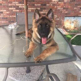 German Shepherd Puppies from Guamany K9 Vomhaus